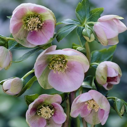 Christrose Helleborus Orientalis 1 st.