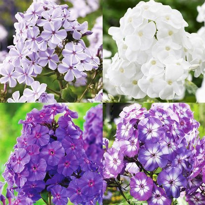 Phlox-Amethyst-Set - Flamme 4-tlg.