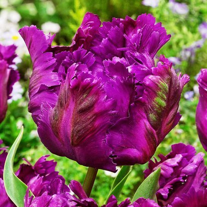 Papageien Tulpe Negrita Parrot 5 st.