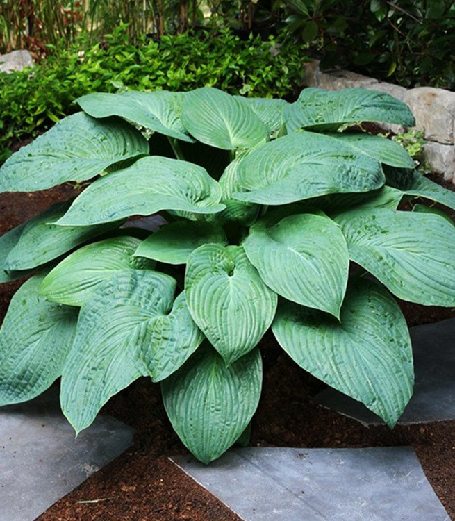 Riesen hosta hosta Jurassic Park 1 st.