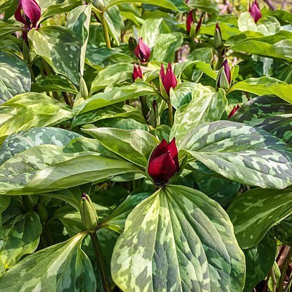Trillium Waldlilien Recuvatum 1 st.