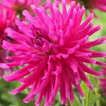 Dahlie Kaktus Rosa 1 st.
