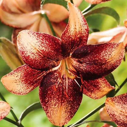 asiatische Lilie Chocolate Event 1 st.