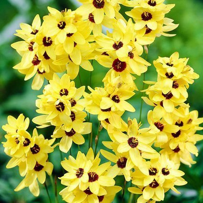 Ixien Klebschwertel Yellow Emperior 10 st.