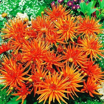 Zwergdalie Kaktus Park Record 1 st.