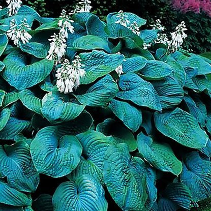 Funkie blaublatt Bressingham Blue 1 st.