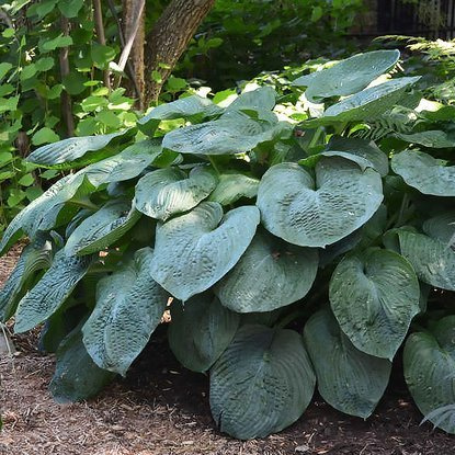 Funkie sieboldiana Elegans 1 st.