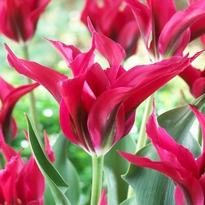 Viridiflora Tulpe Doll's Minuet 5 st.