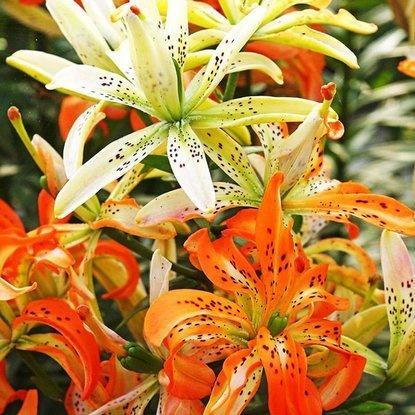 asiatische gefüllte Lilie Must See 1 st.