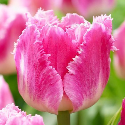 Crispa Tulpe Dallas 5 st.