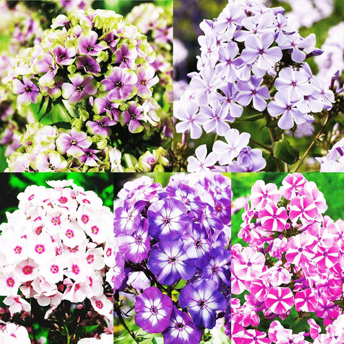 Set 93 Phlox - Flamme 5-tlg.