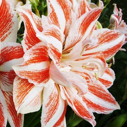 Rittersterne Hippeastrum Gefüllter Dancing Queen 1 st.