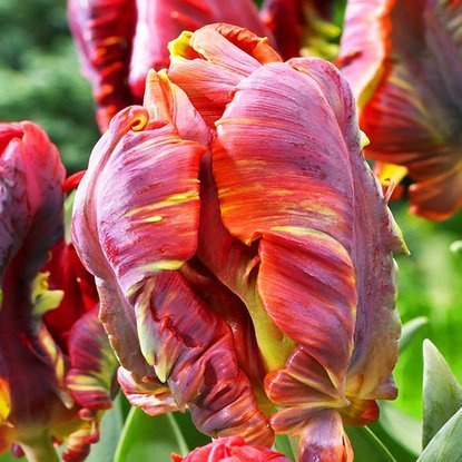 Papageien Tulpe Rococco 5 st.