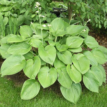 Funkie hosta T-Rex 1 st.