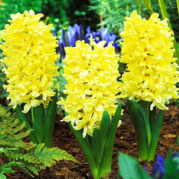 Präparierte Hyacinthus City of Haarlem 3 st.