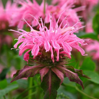 Indianernessel Monards Croftway Pink 1 st.