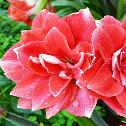 Rittersterne Hippeastrum Gefüllter Double Dream 1 st.
