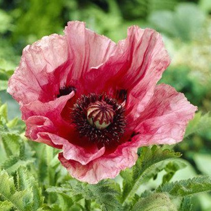 Mohn  Papaver Orientale Raspberry Queen 1 st.