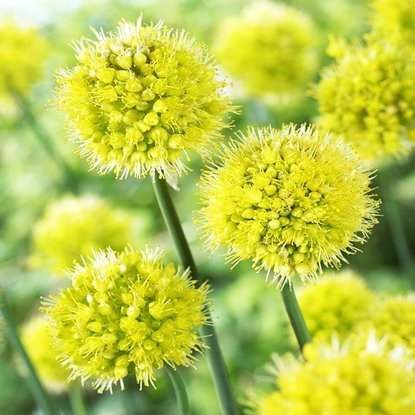 Allium Zierlauch Obligum 1 st.