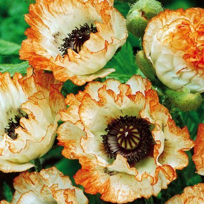 Mohn Papaver Orientale Picotee 1 st.