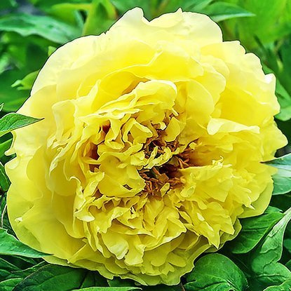 Pfingstrose Päonie Primavere 1 st.