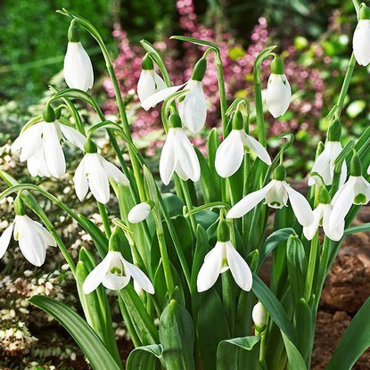 Schneeglöckchen Großblütiges Galanthus Elwesii 10 st.