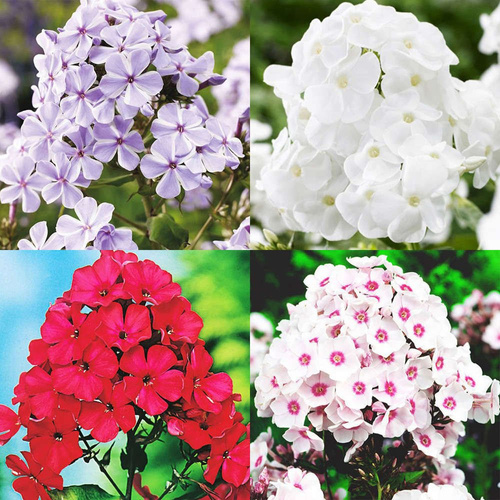  Phlox-Kontrastset - Flamme 4-tlg.