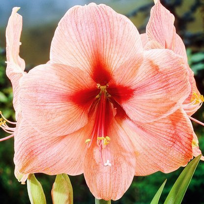 Rittersterne Hippeastrum Rilona 1 st.