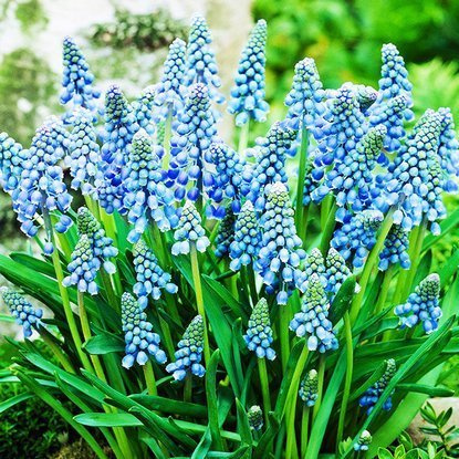 Szafirek (Muscari) Armeniacum XL 100 szt.