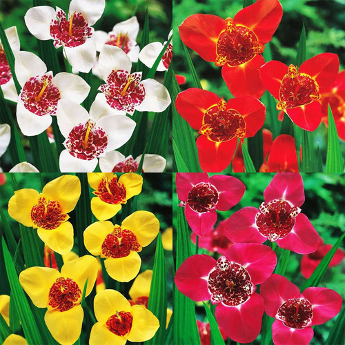  Tigridia-Set - Tigerin 4 Farben