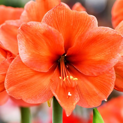 Rittersterne Hippeastrum Desire 1 st.