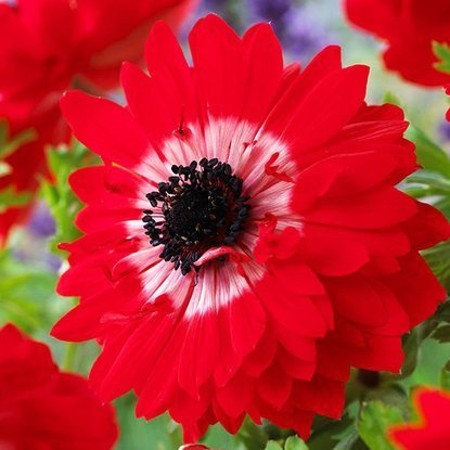 Anemone gefüllte Windröschen Governor 10 st.