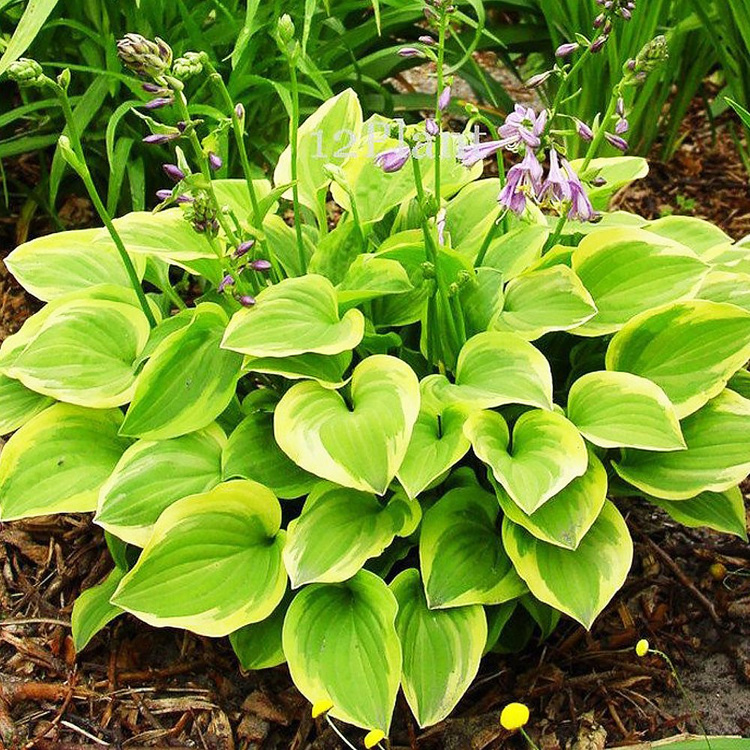 Funkie hosta Golden Tiara 1 st.