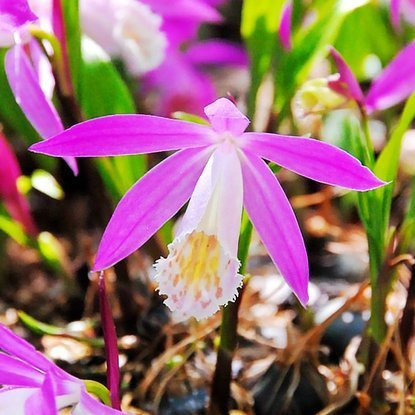 Pleione  Tibetorchidee Formonsana 1 st.