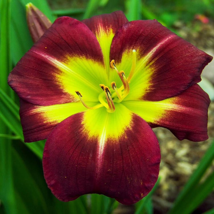 Taglilie Hemerocallis Night Baecon 1 st.