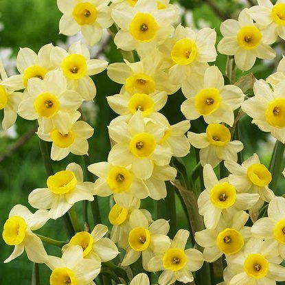 Tazetten Narcissus Minnow 5 st.