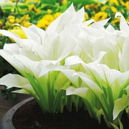Weiße WOW Funkie hosta 1 st.