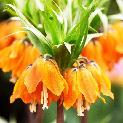 Fritillaria kaiserkrone schachbrettblume Aurora 1 st.