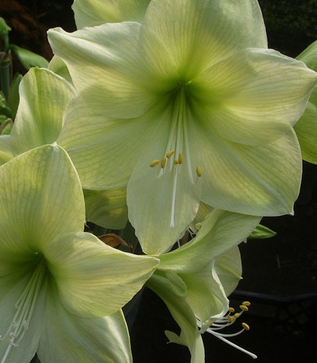 Rittersterne Hippeastrum Nymph 1 st.