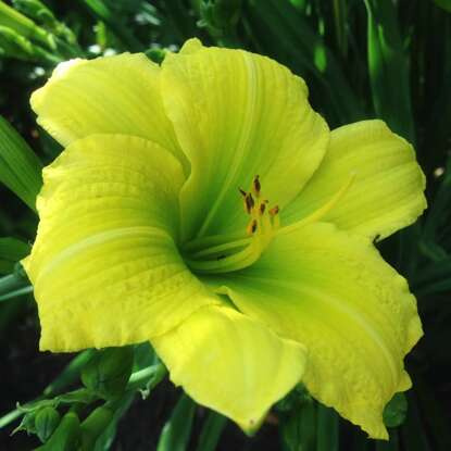 Taglilie Hemerocallis Green Flutter 1 st.