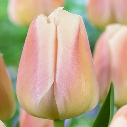 Darwin Tulpe Apricot Pride 5 st.