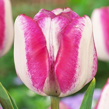 Triumph Tulpe Hotpants 5 st.