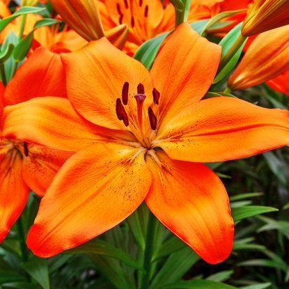 asiatische Lilie Hyde Park 1 st.