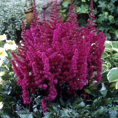 Astilbe rote Prachtspiere Visions in Red 1 st.