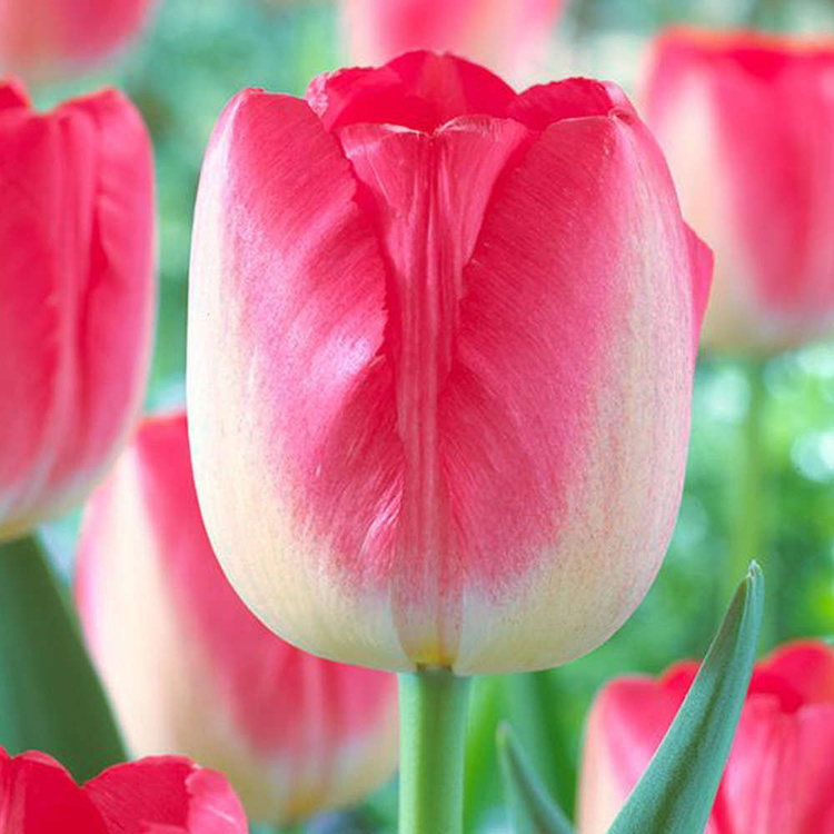 Triumph Tulpe Sinfonie 5 st.