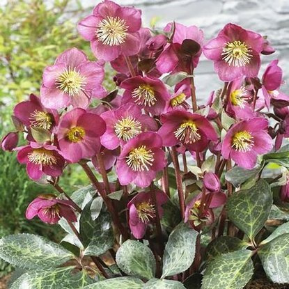 Christrose Helleborus Red Hybrids 1 st.
