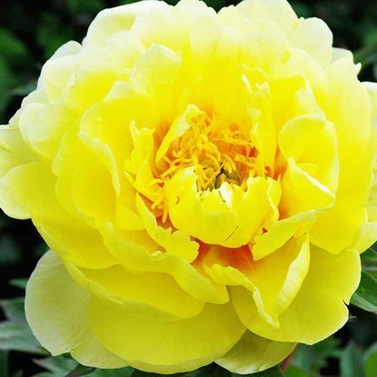Gelbe Pfingstrose Päonie ITOH Bartzella 1 st.