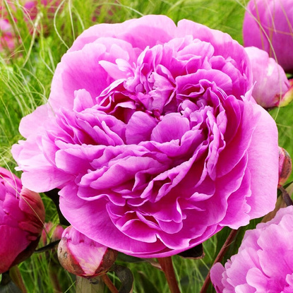 Pfingstrose Gefüllte Päonie  Alexander Flemming 1 st.