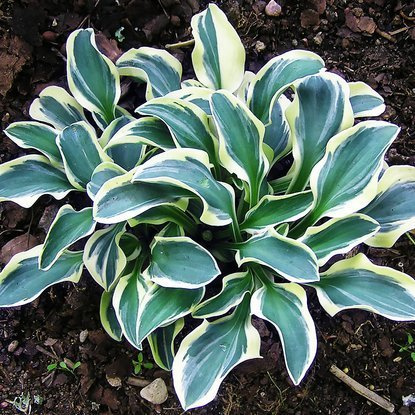 Funkie hosta Funny Mouse 1 st.