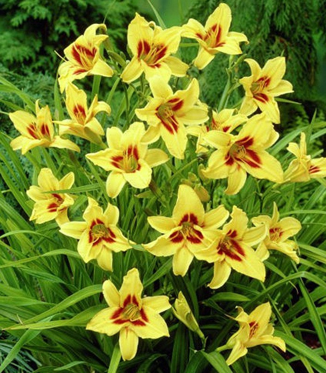Taglilie Hemerocallis Bonanza 1 st.